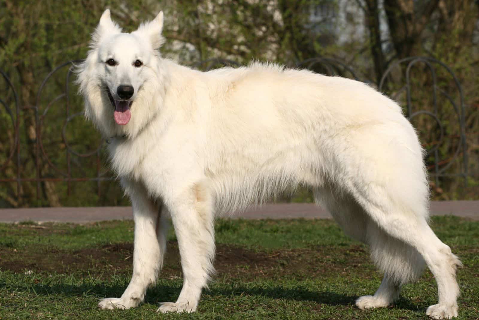 white American Alsatian