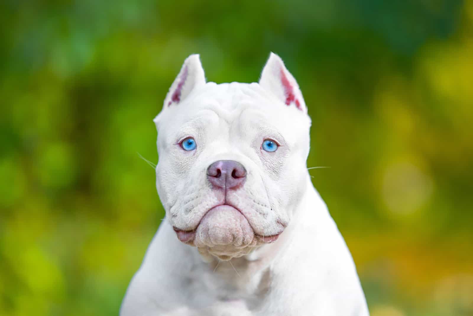 white american bully puppy with cropped ears