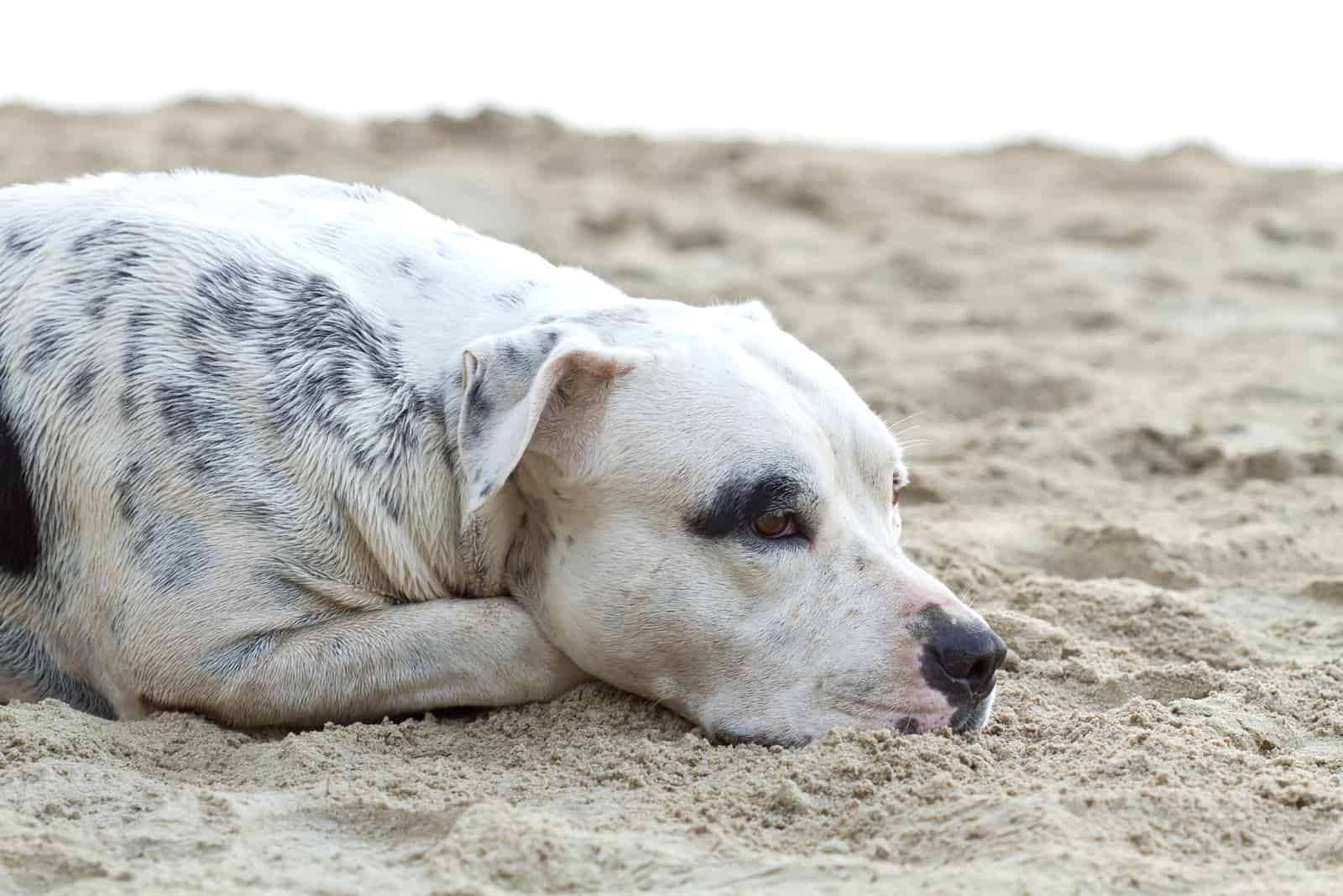 white american pitbull terrier