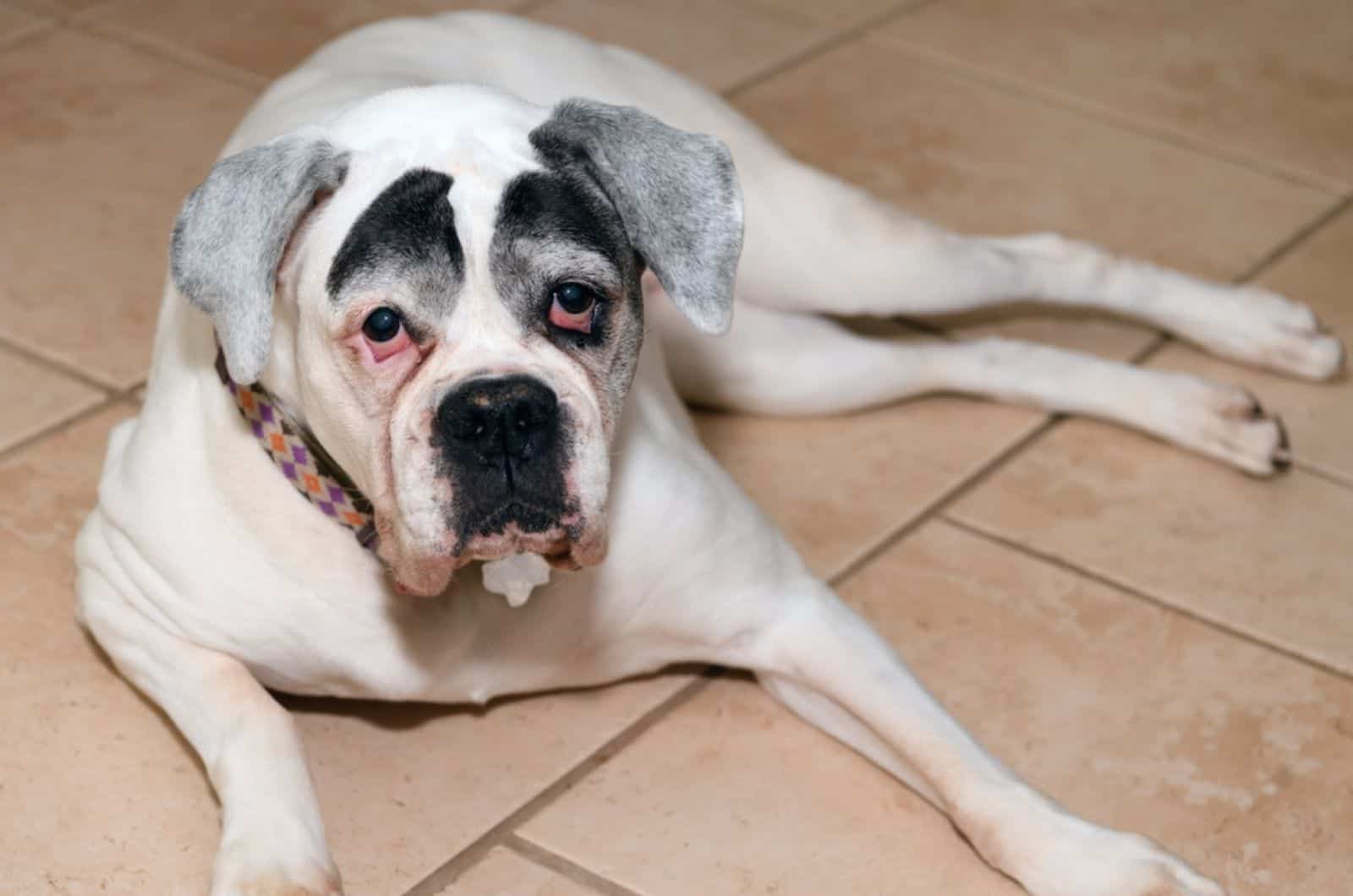 white and black american bulldog lying on the floor