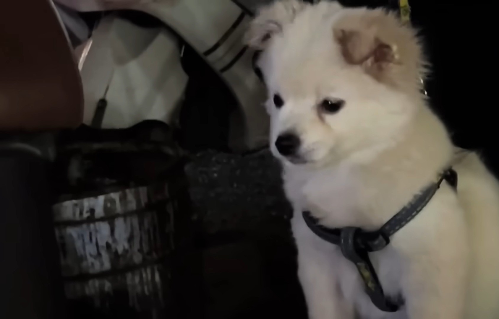 white and fluffy puppy