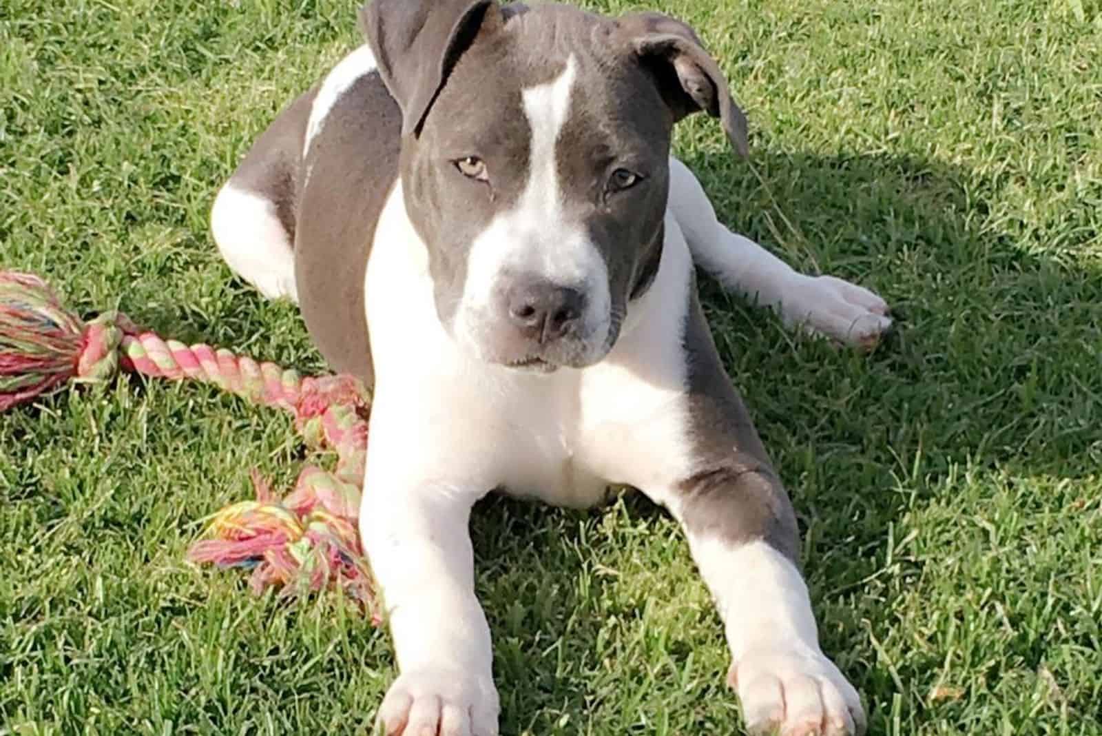 white and grey pitbull