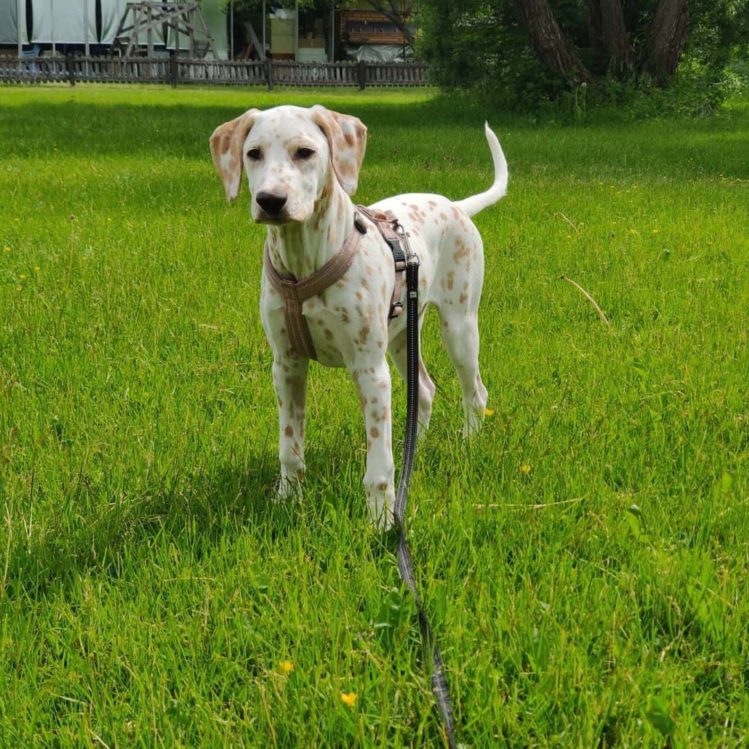 white and lemon dalmatian