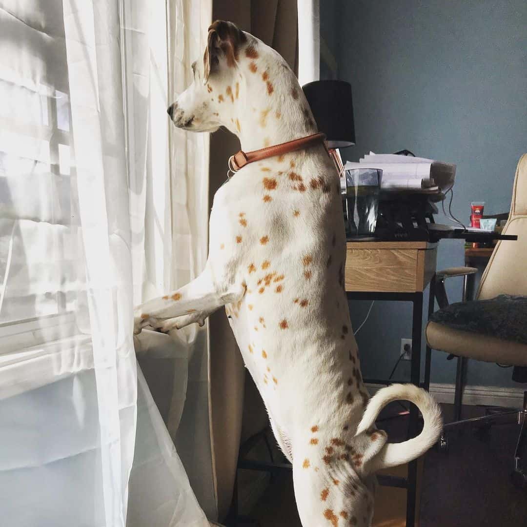 white and orange dalmatian