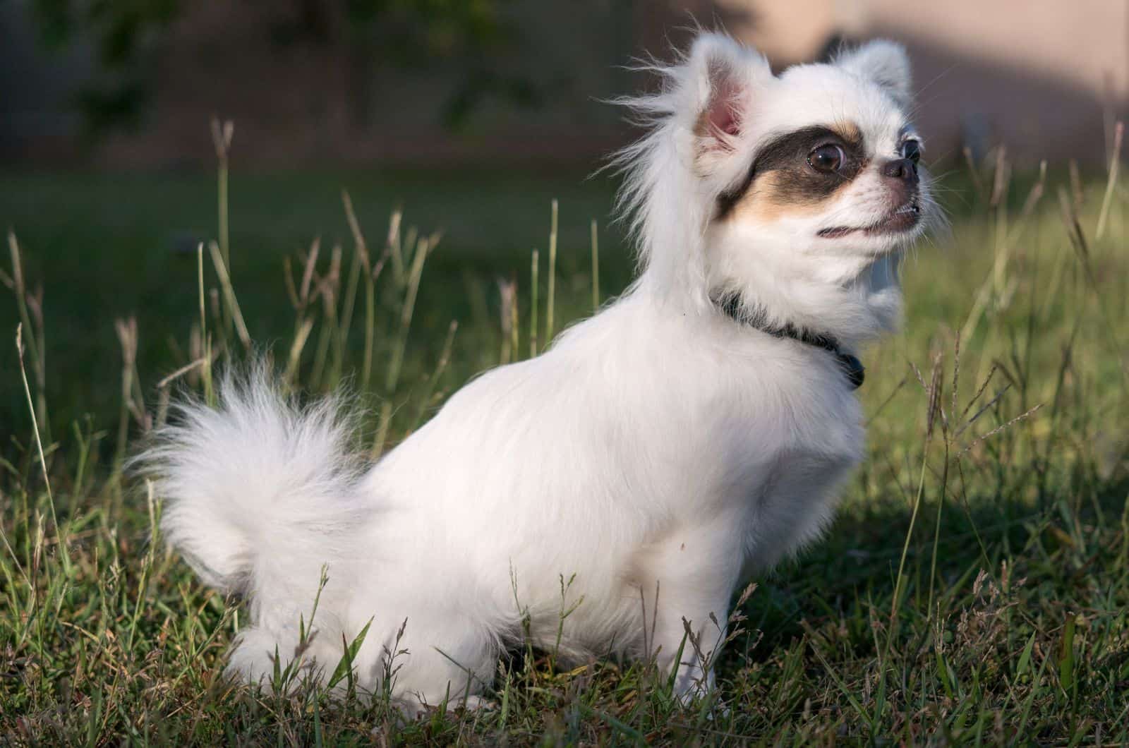 white apple head chihuahua