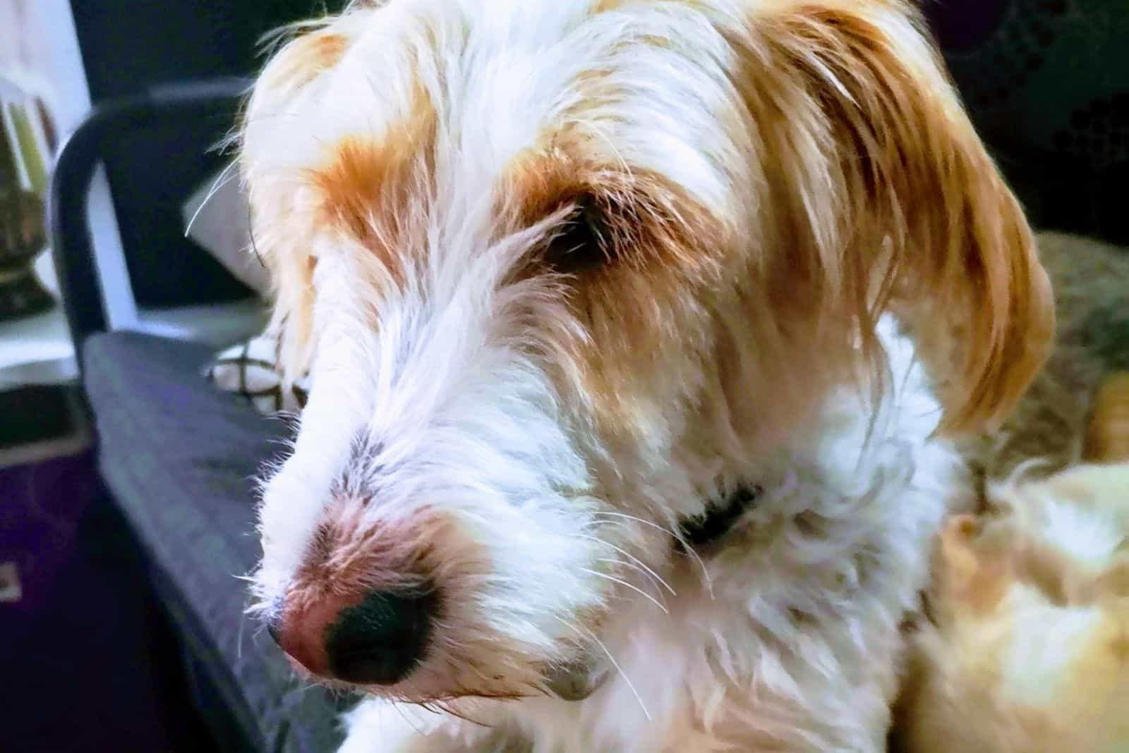 white beagle mix in close up image