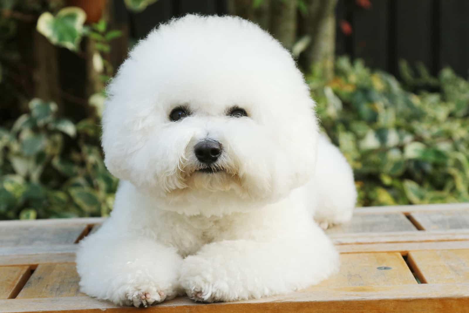 white Bichon Frise lying outdoors