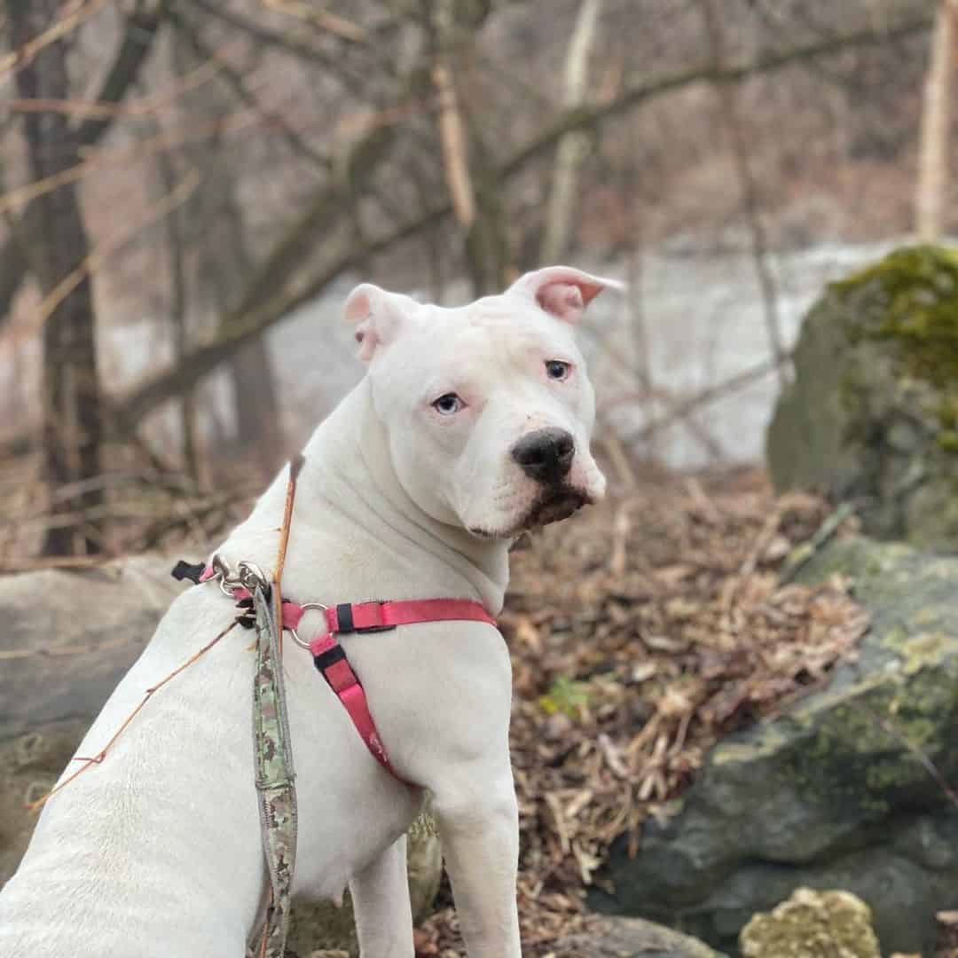 white blue eyed pitbull