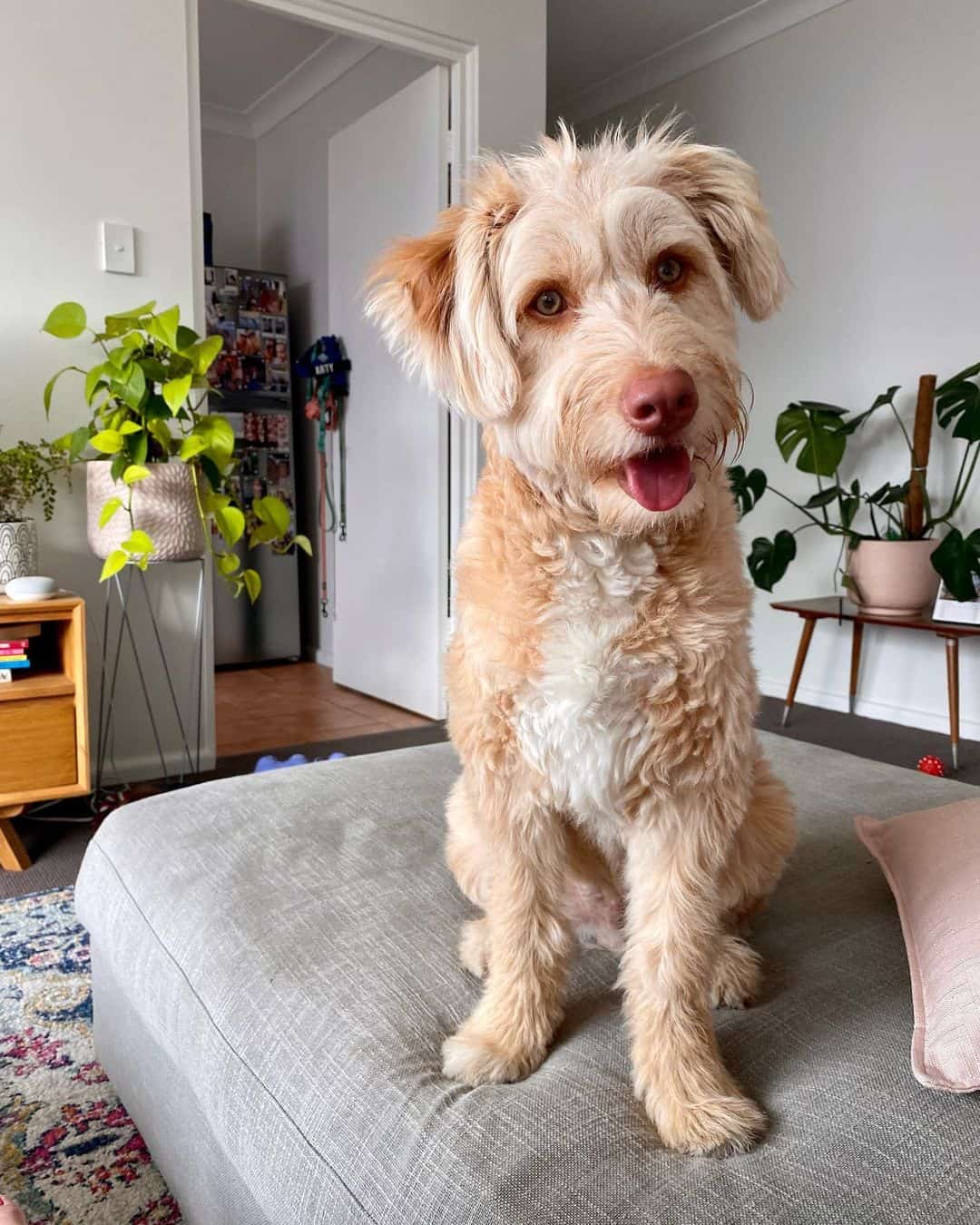 white bordoodle sitting on sofa