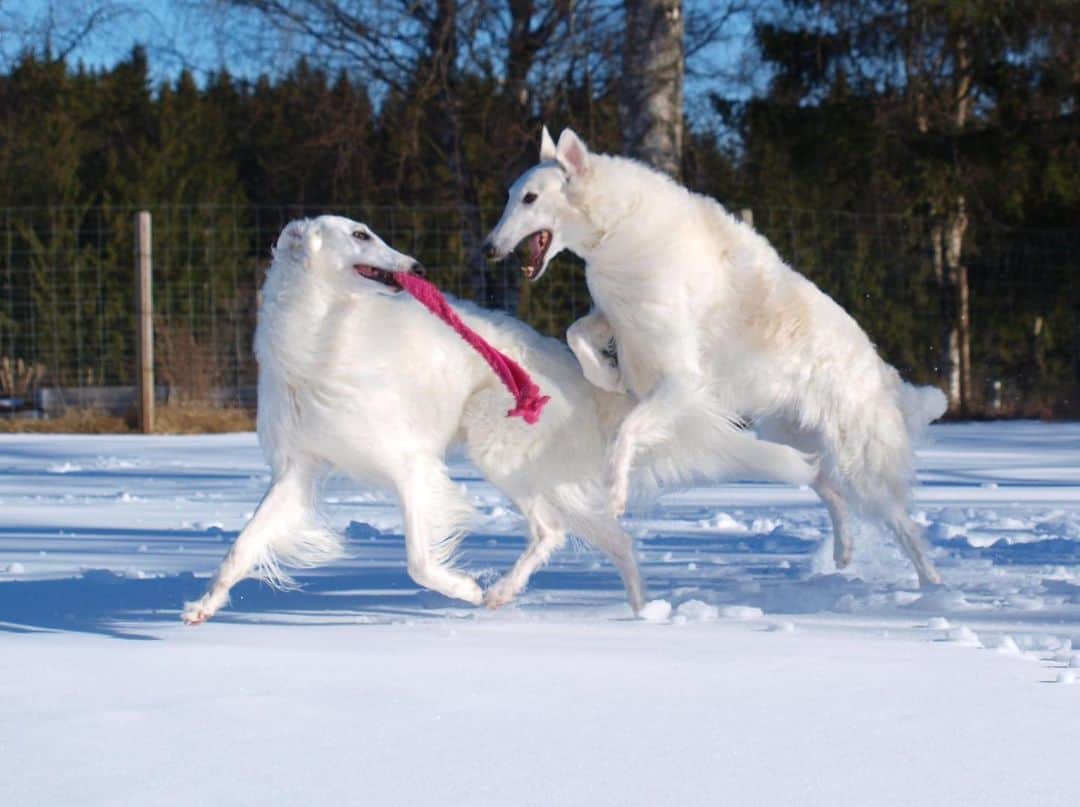 white borzoi playing in snow