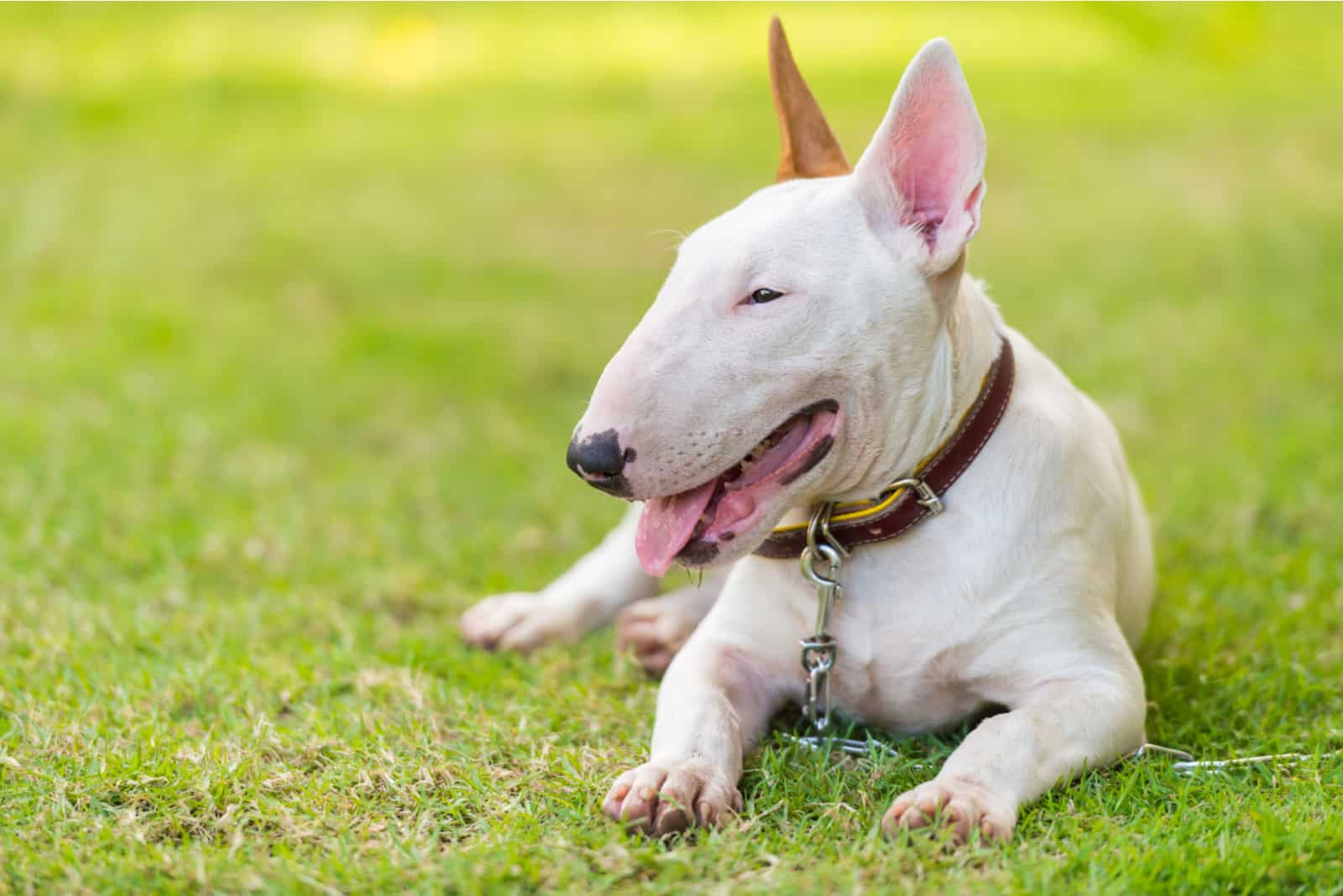 white bull terrier sitting