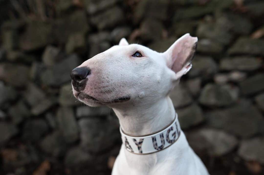 white bull terrier wearing a collar