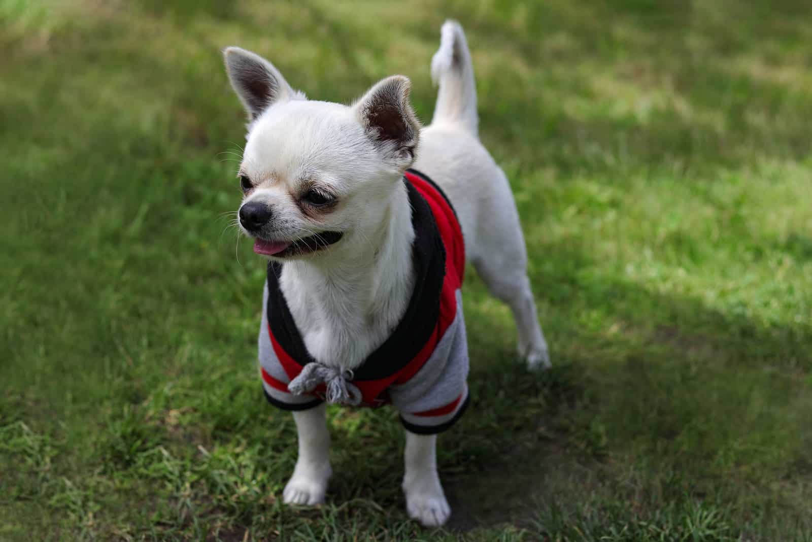 white chihuahua dog on the grass