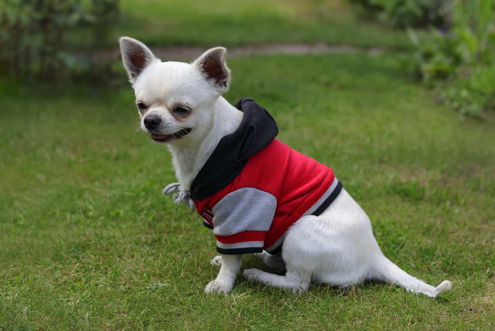 white chihuahua dog on the grass