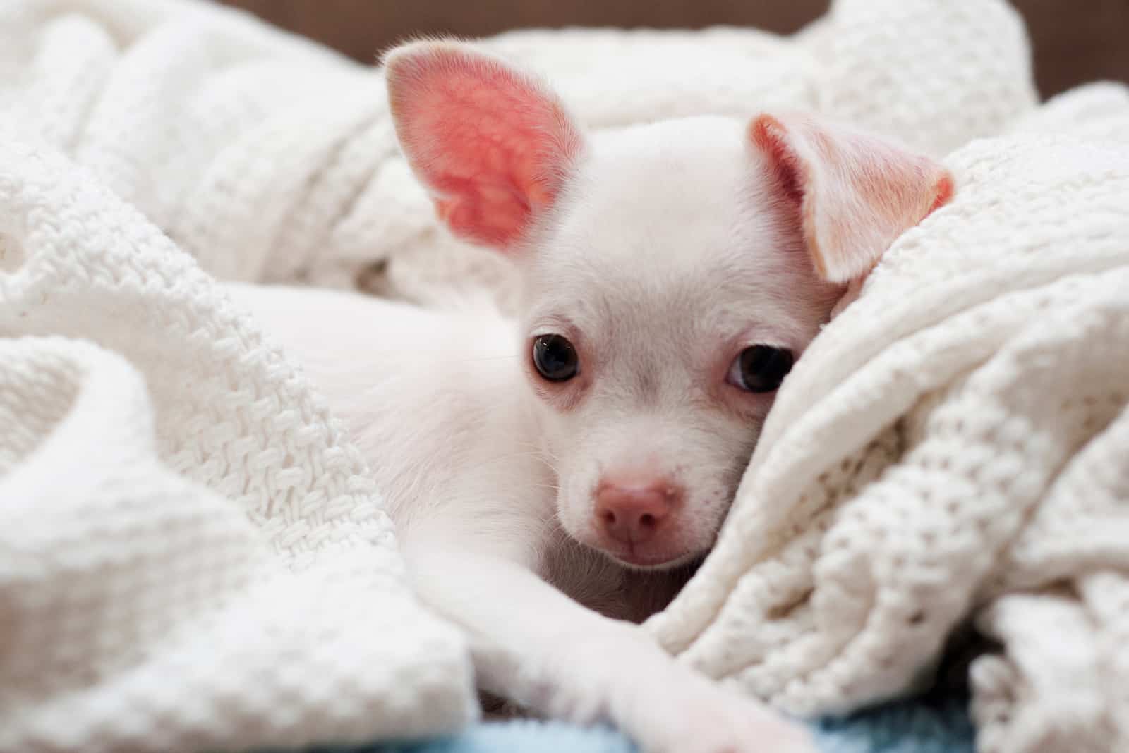 white chihuahua lying in blanket