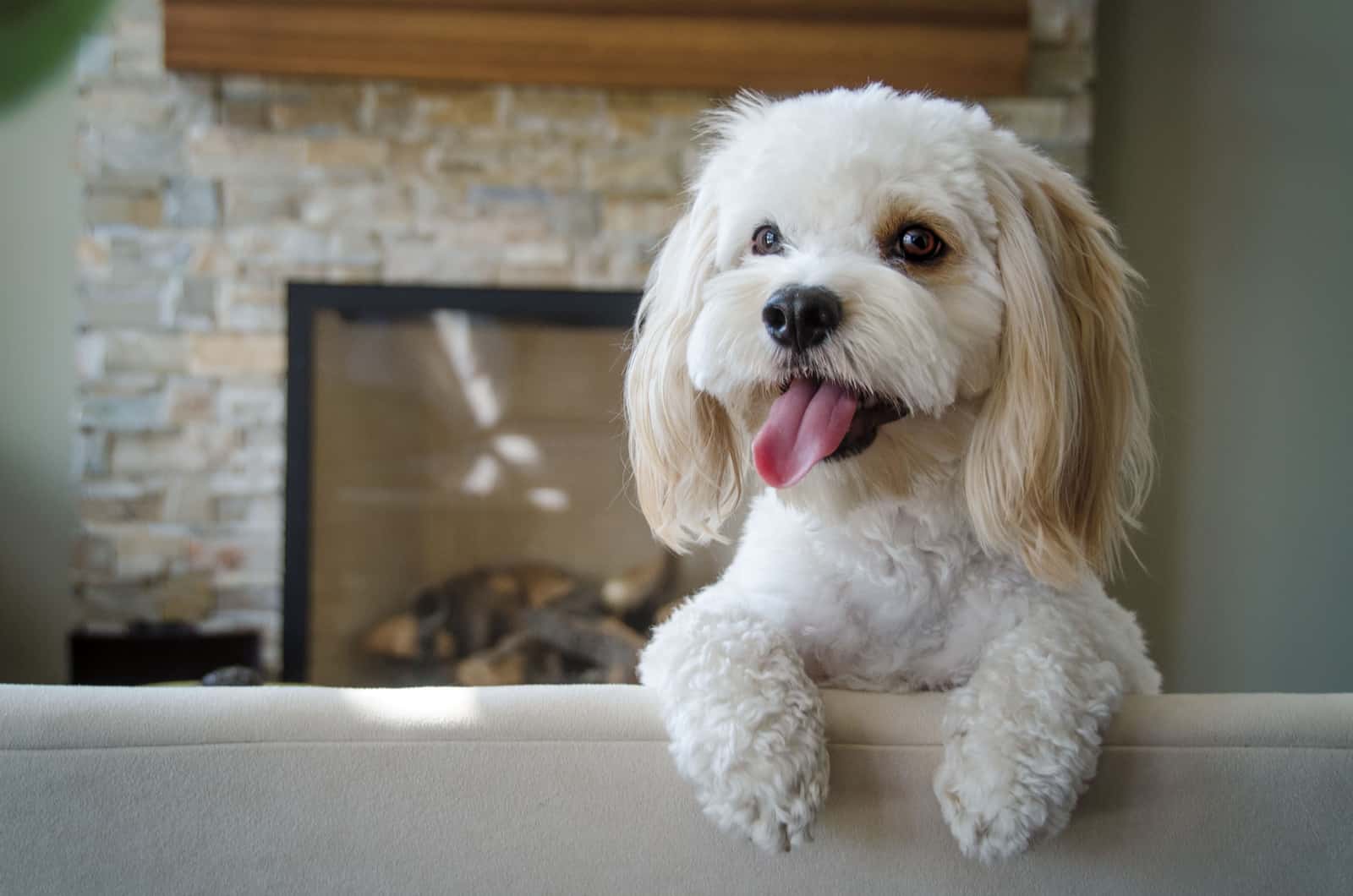 white cockapoo inside house