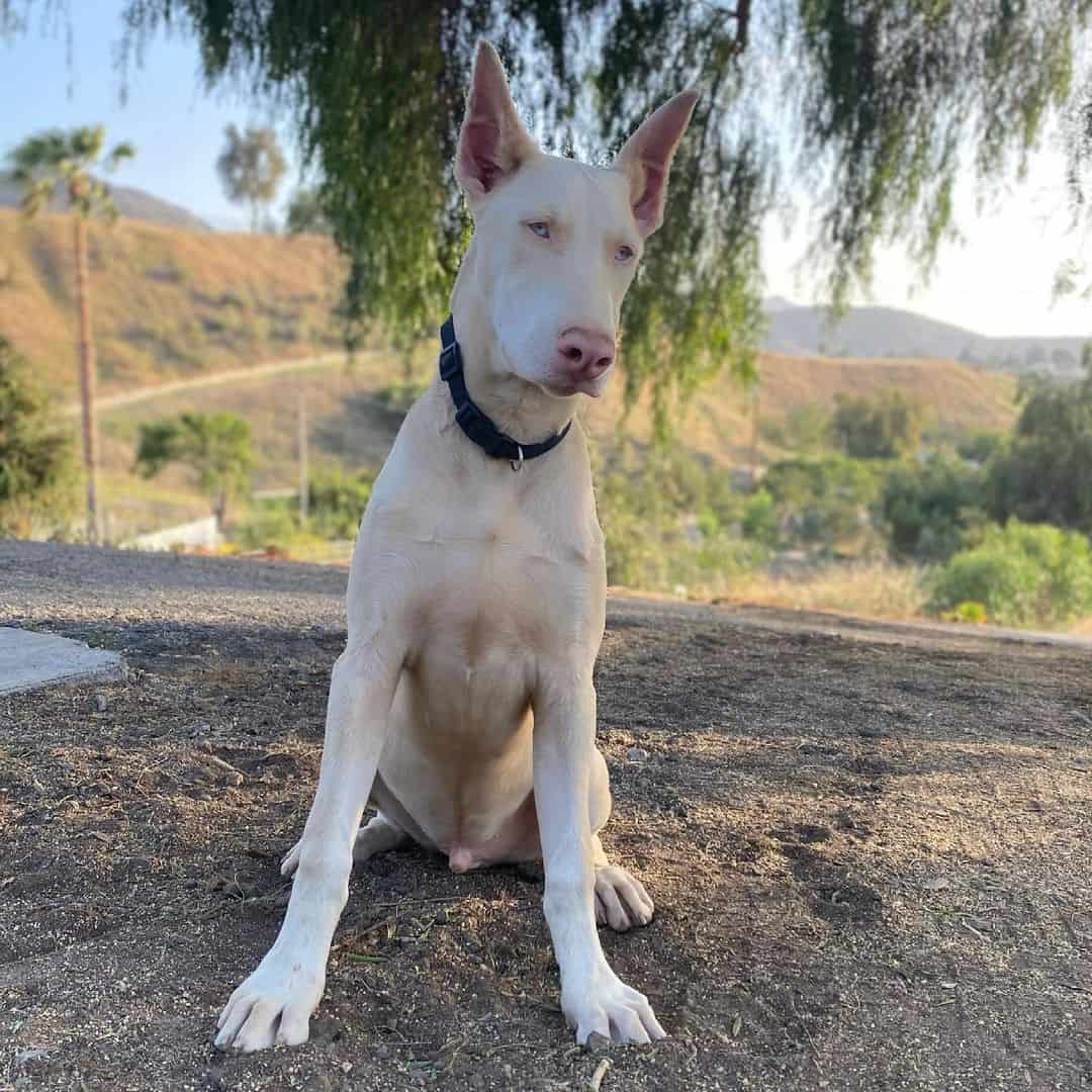 white doberman in nature