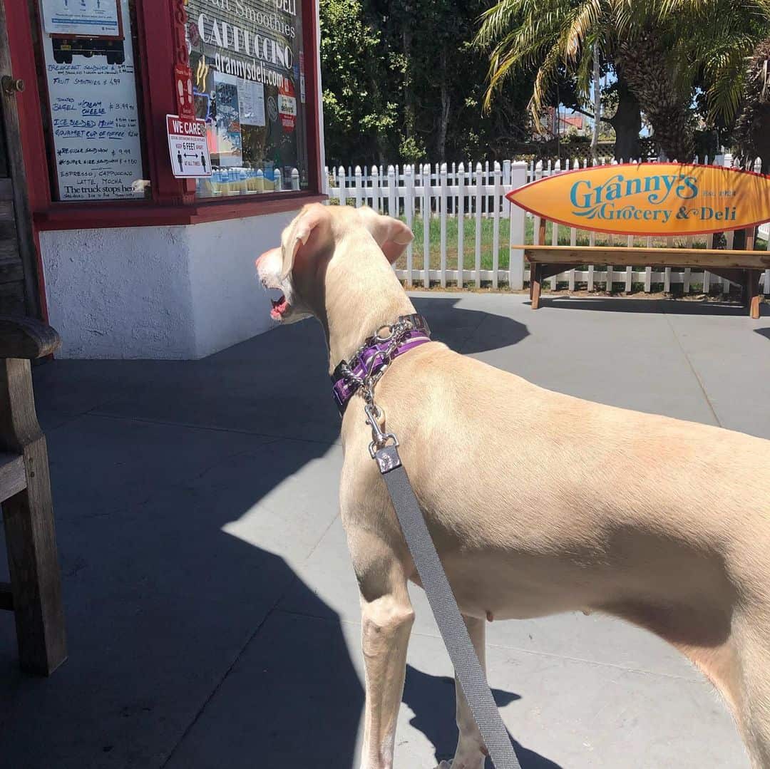 white doberman pinscher