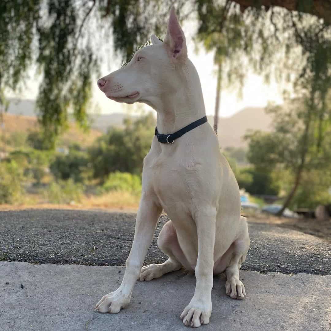 white doberman resting in nature