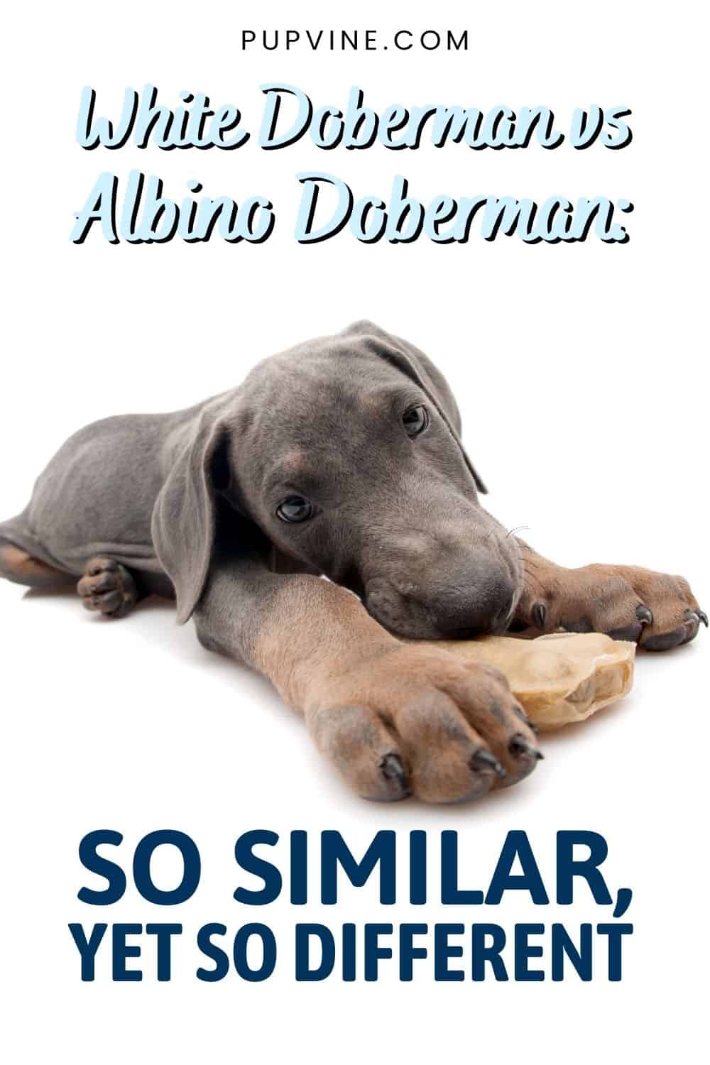 White Doberman Vs Albino Doberman So Similar, Yet So Different