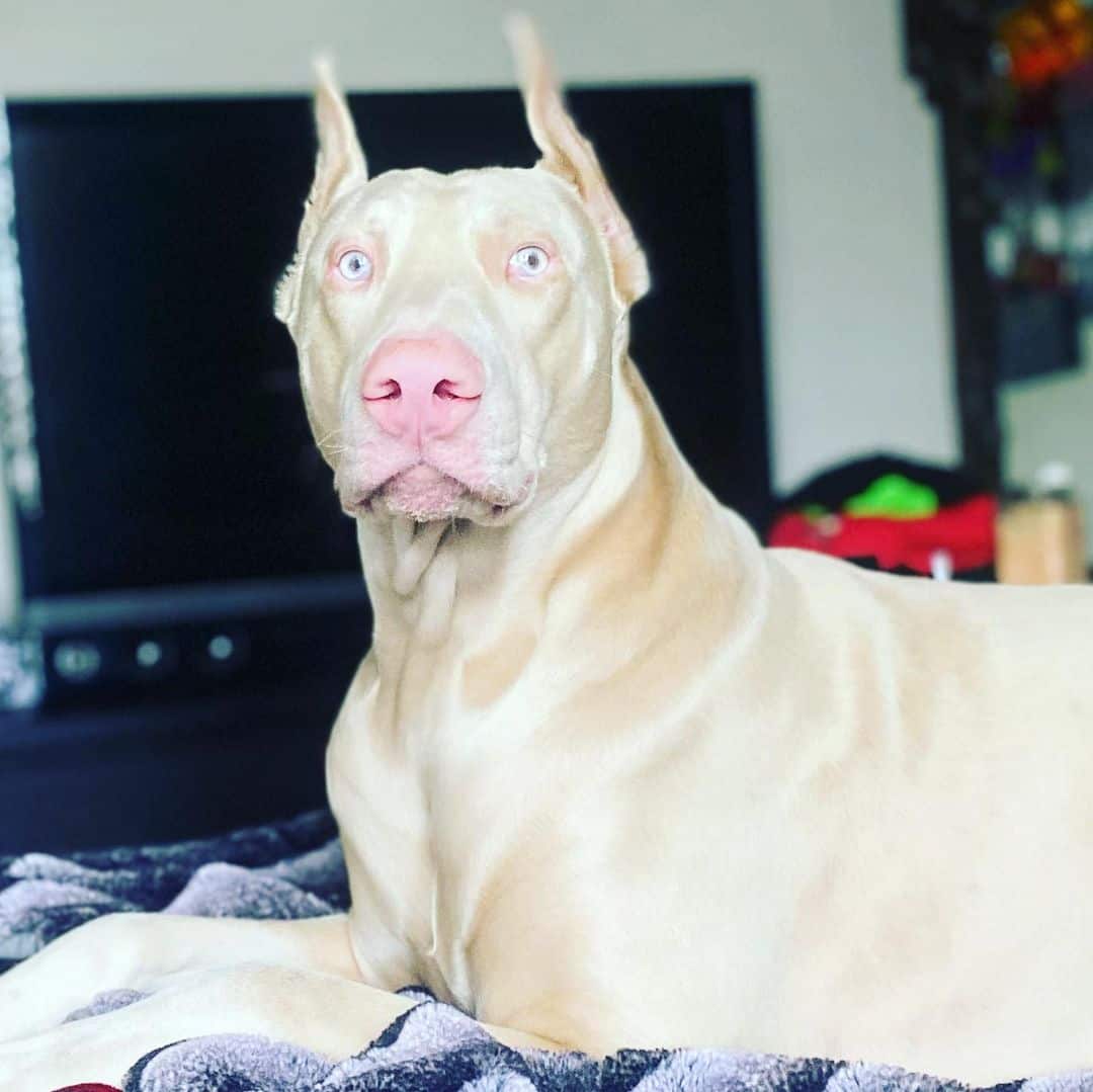 white doberman