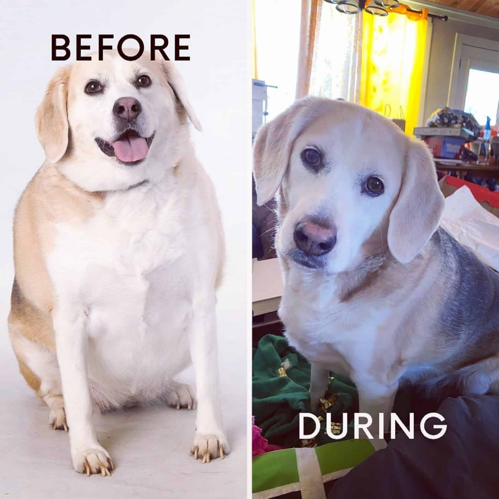 white dog before and after weight loss