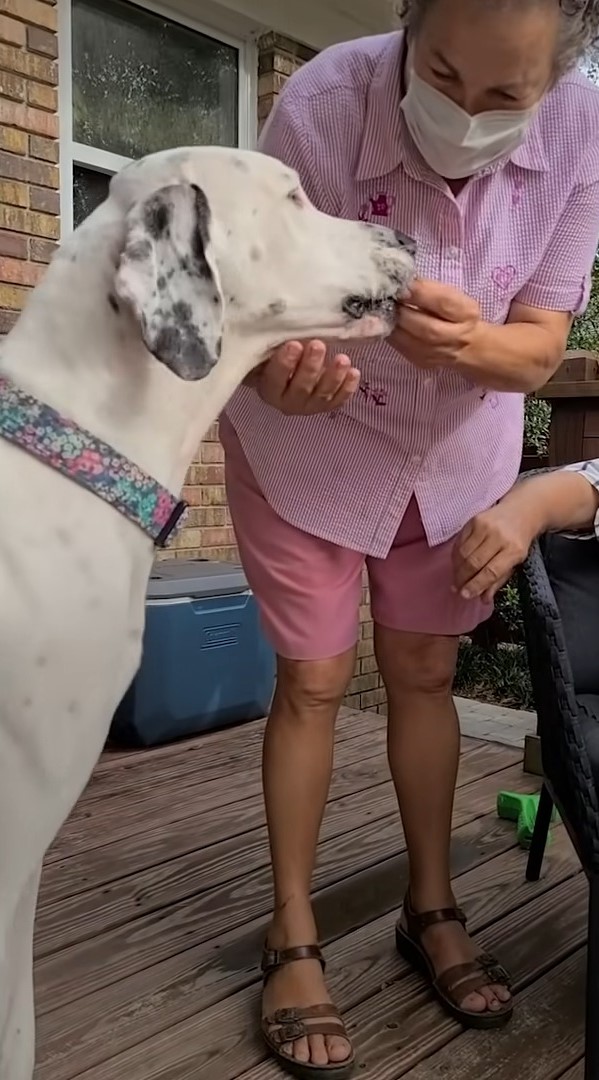 white dog and guy in a pink