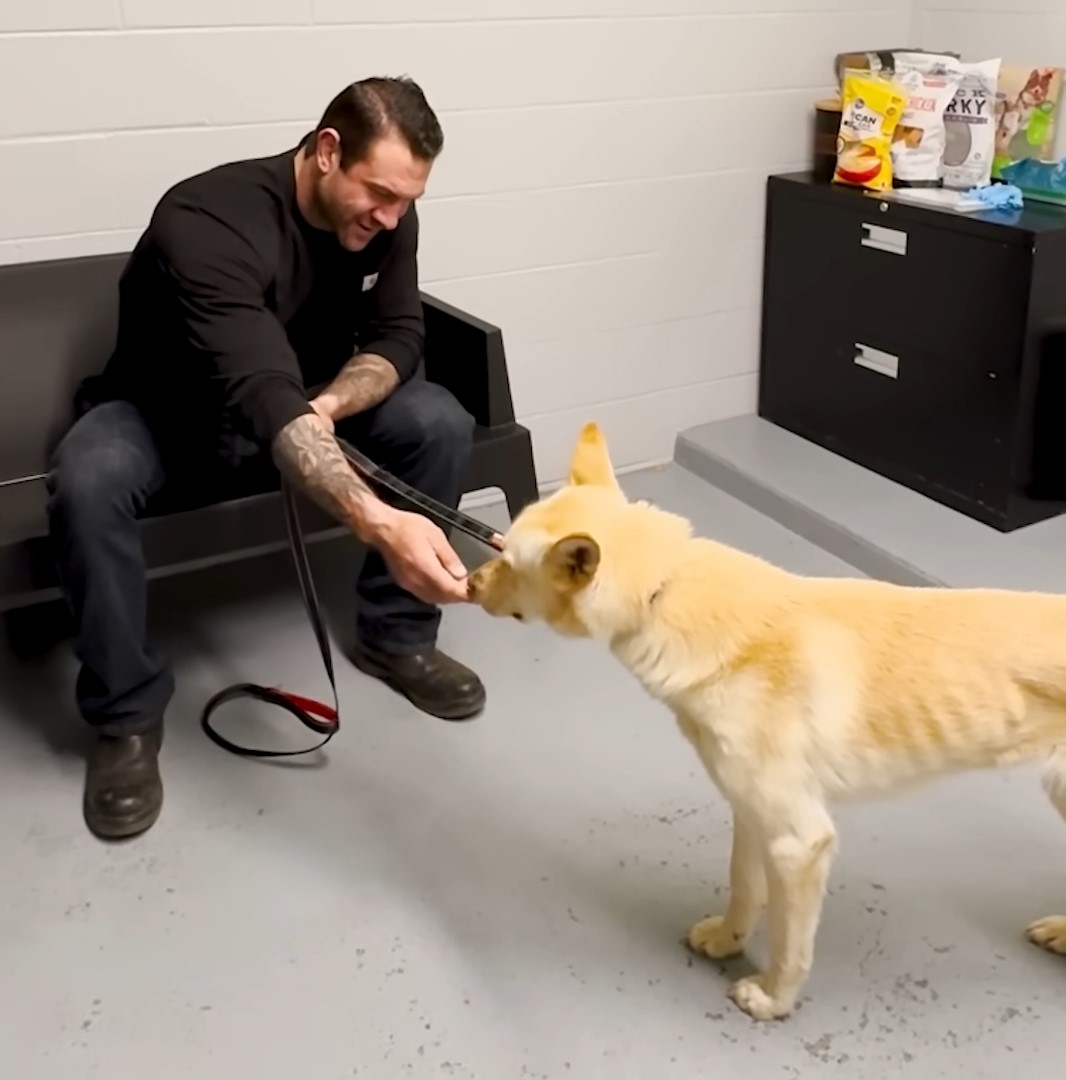 white dog and its owner