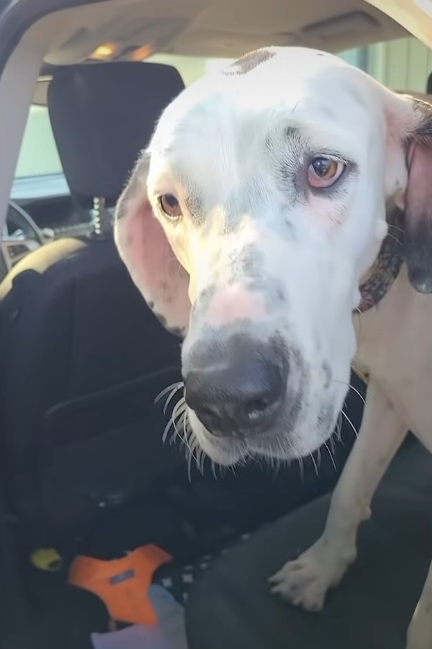 white dog at the backseat of the car