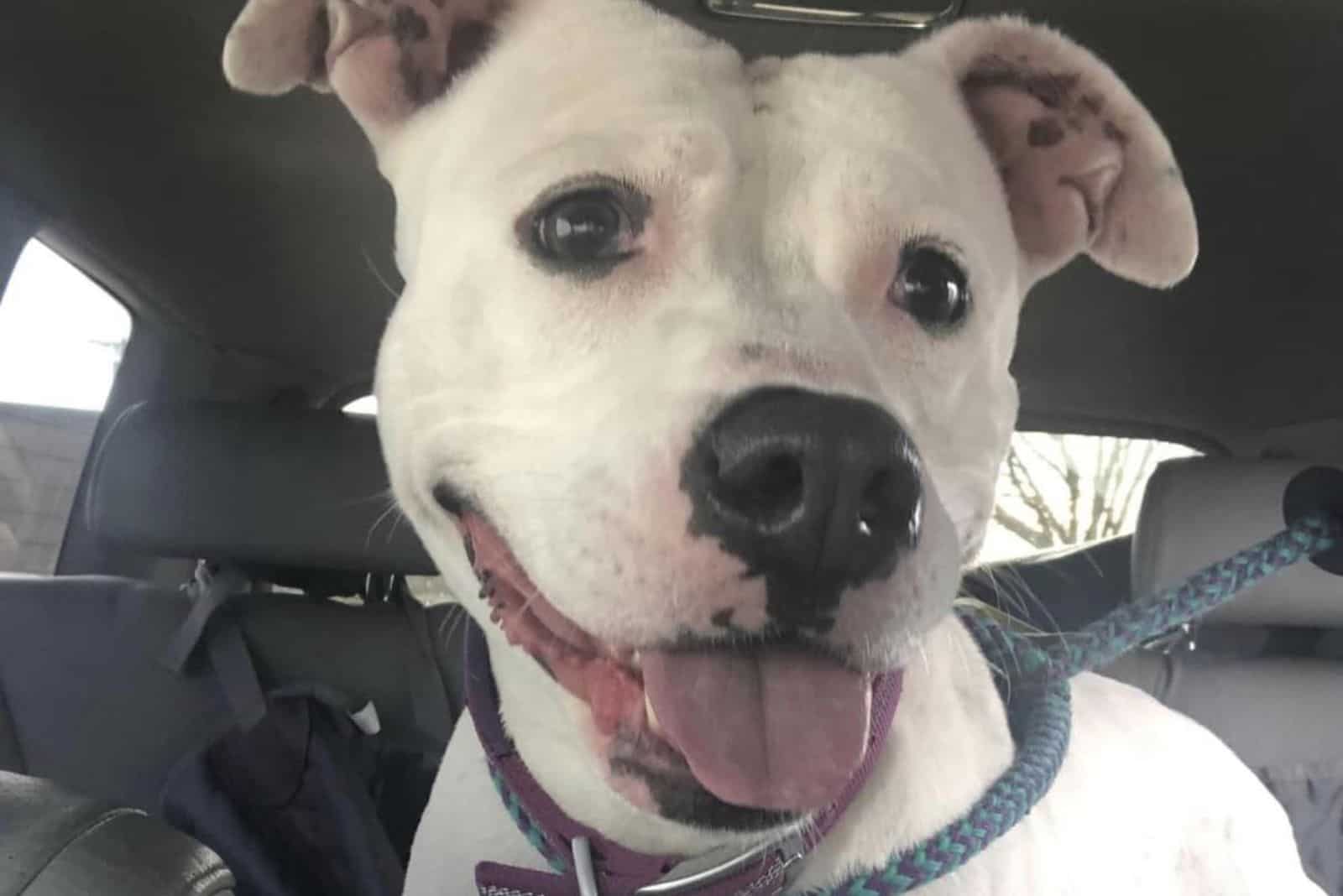 white dog riding in a car