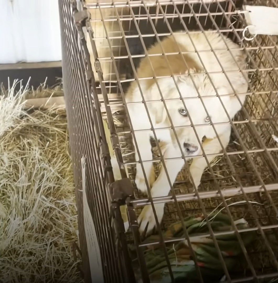 white dog in a cage