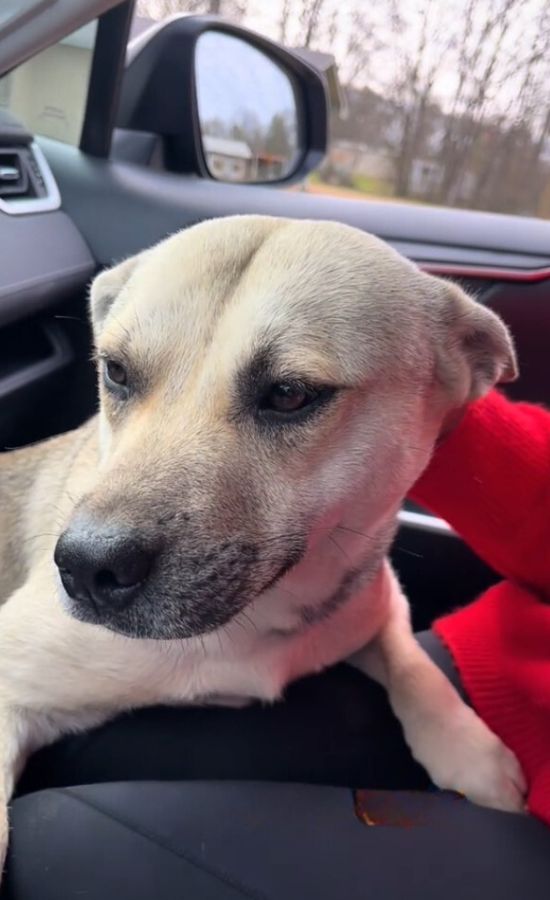 white dog in a car