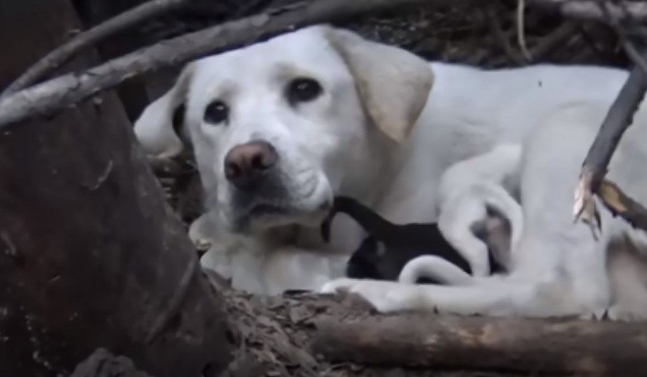 white dog in a forest