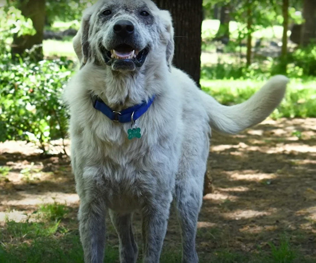 white dog in nature