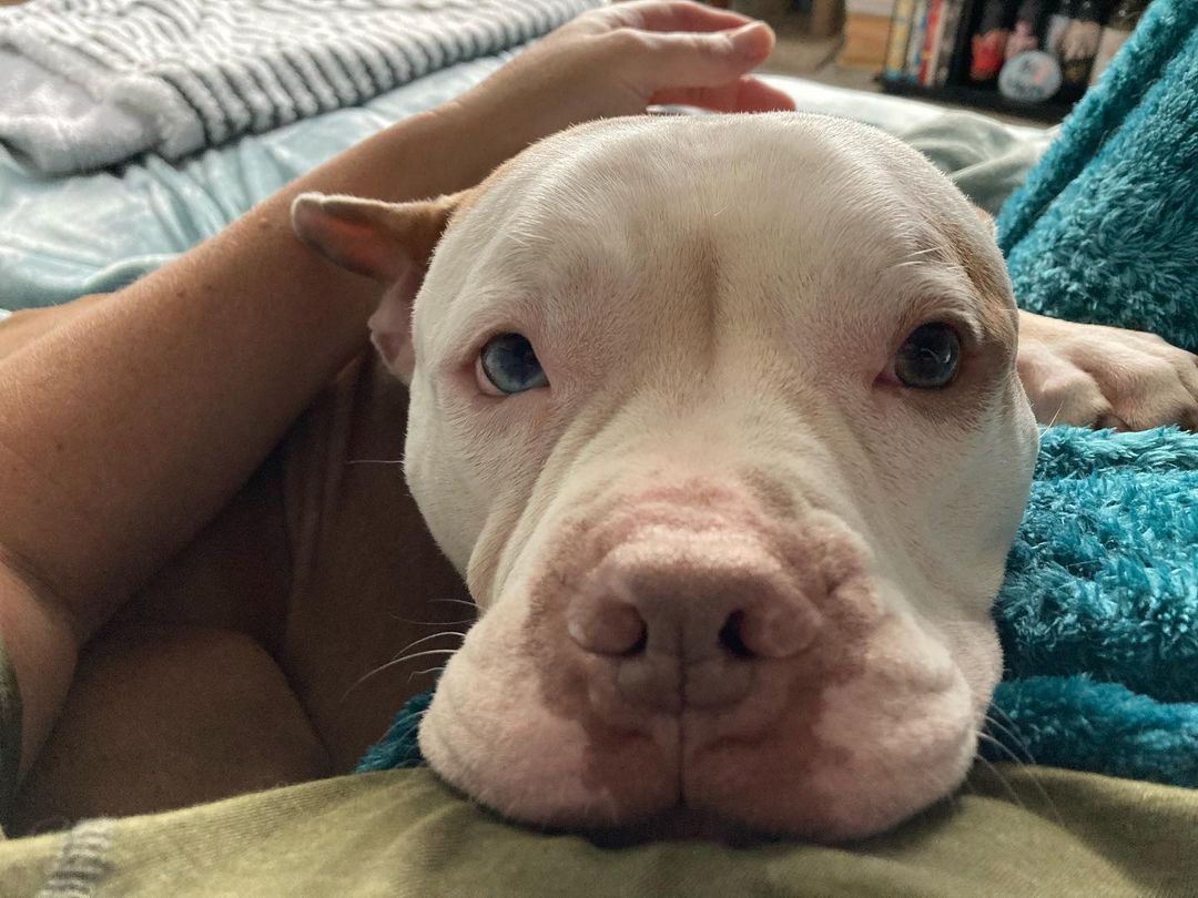 white dog laying on the bed with owner