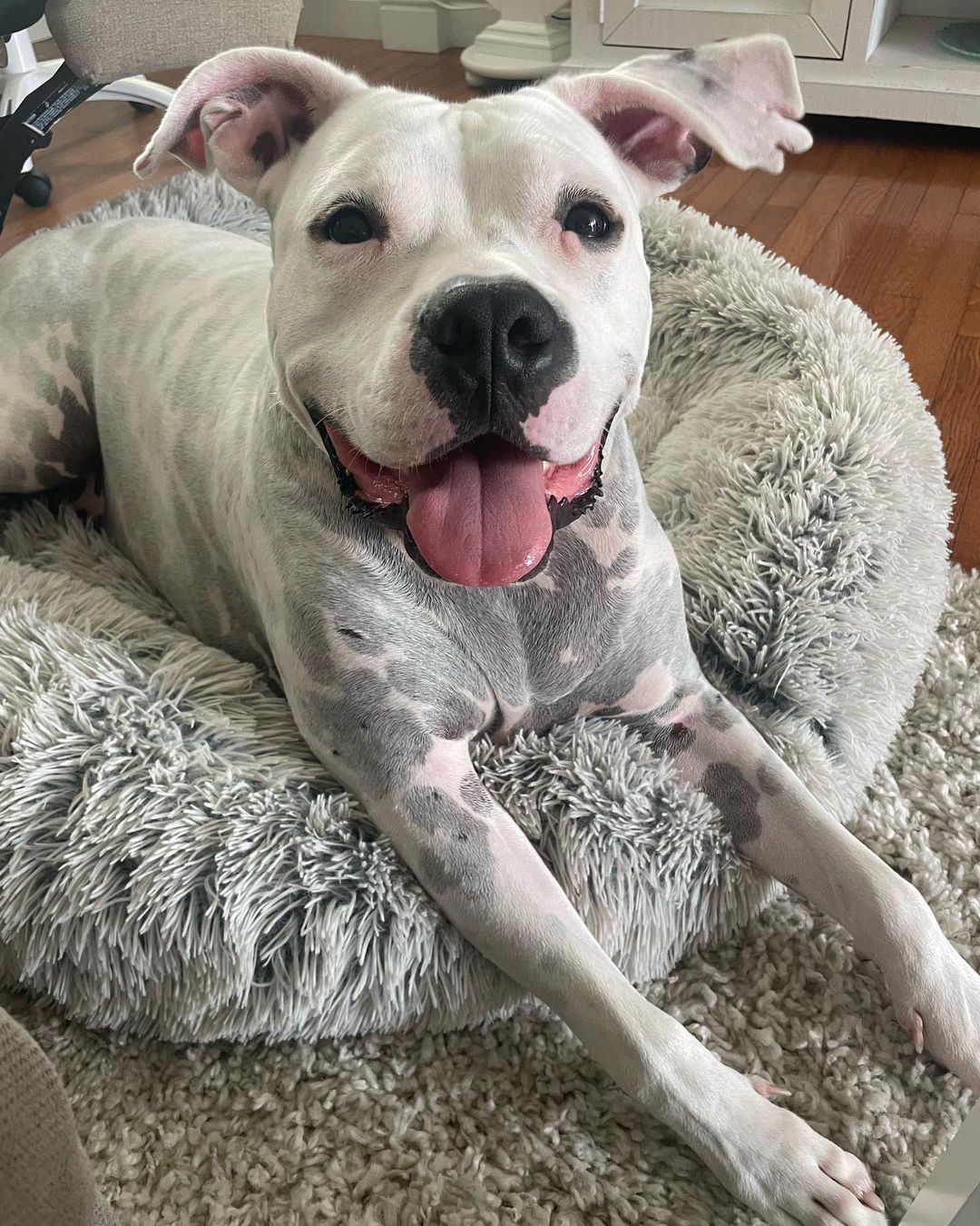 white dog laying on the dogs bed