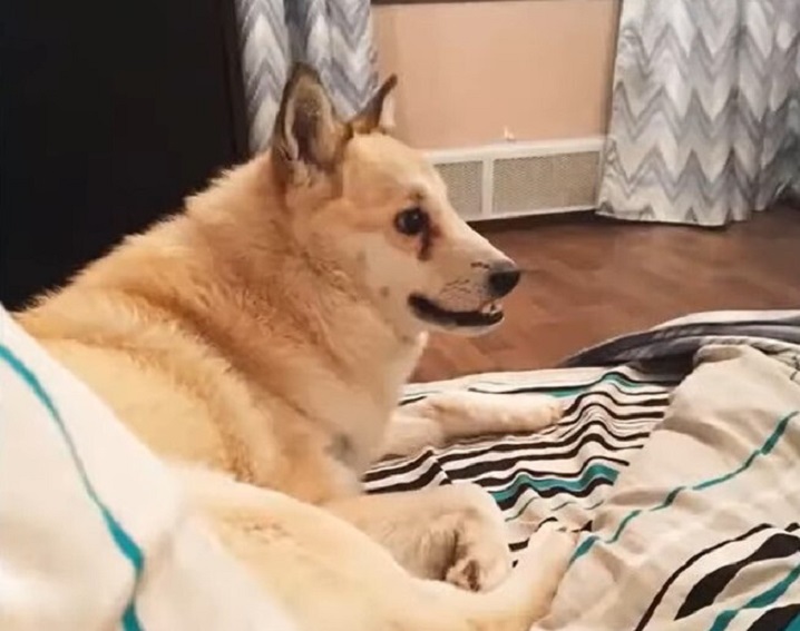 white dog laying on the floor