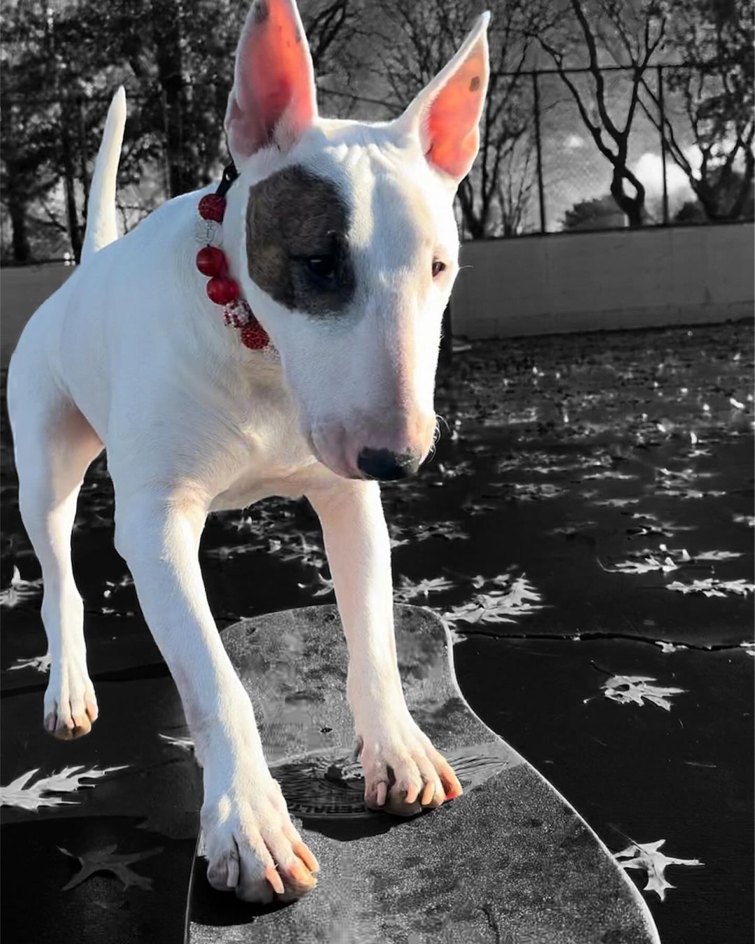 white dog on a skateboard