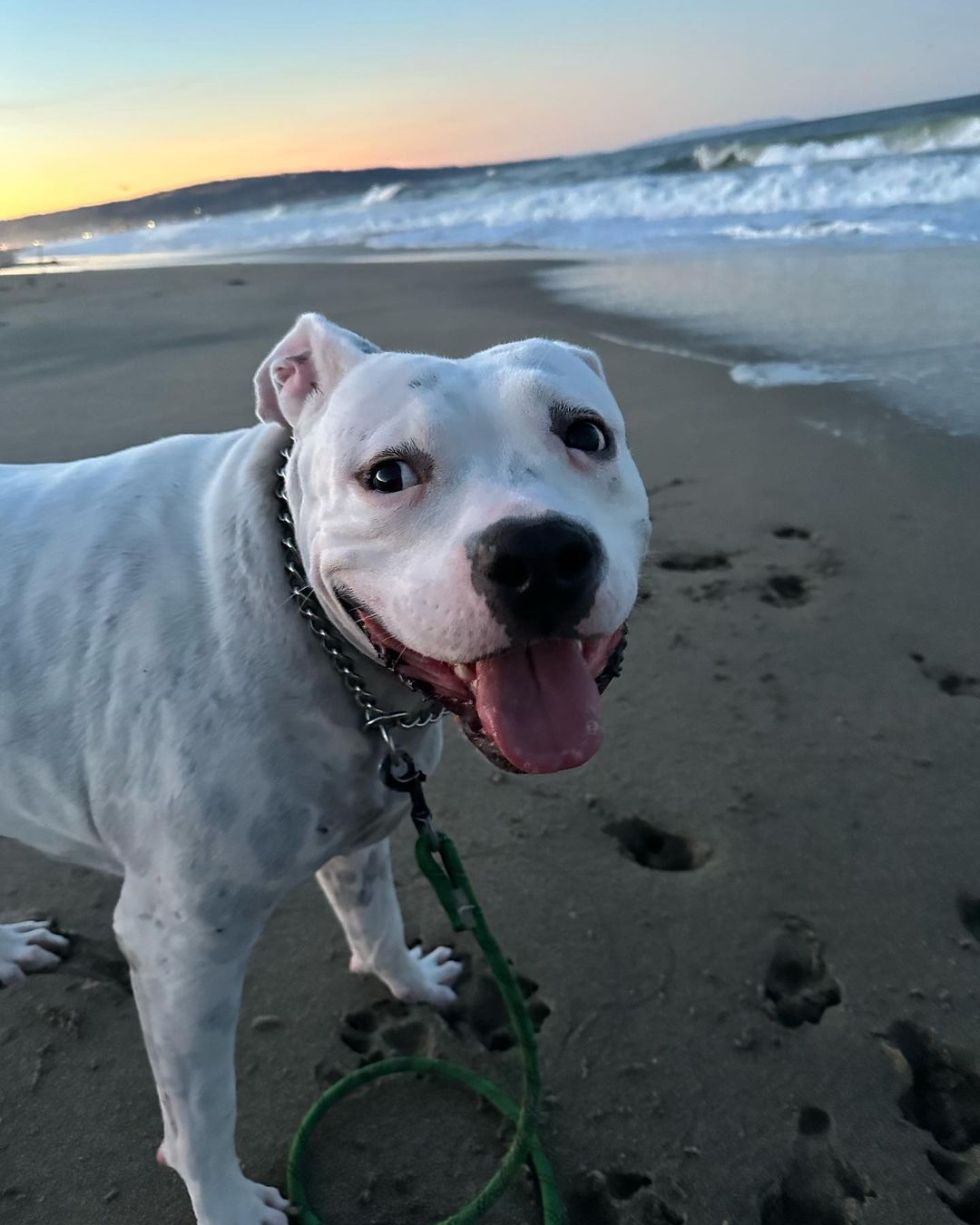 white dog on the beach