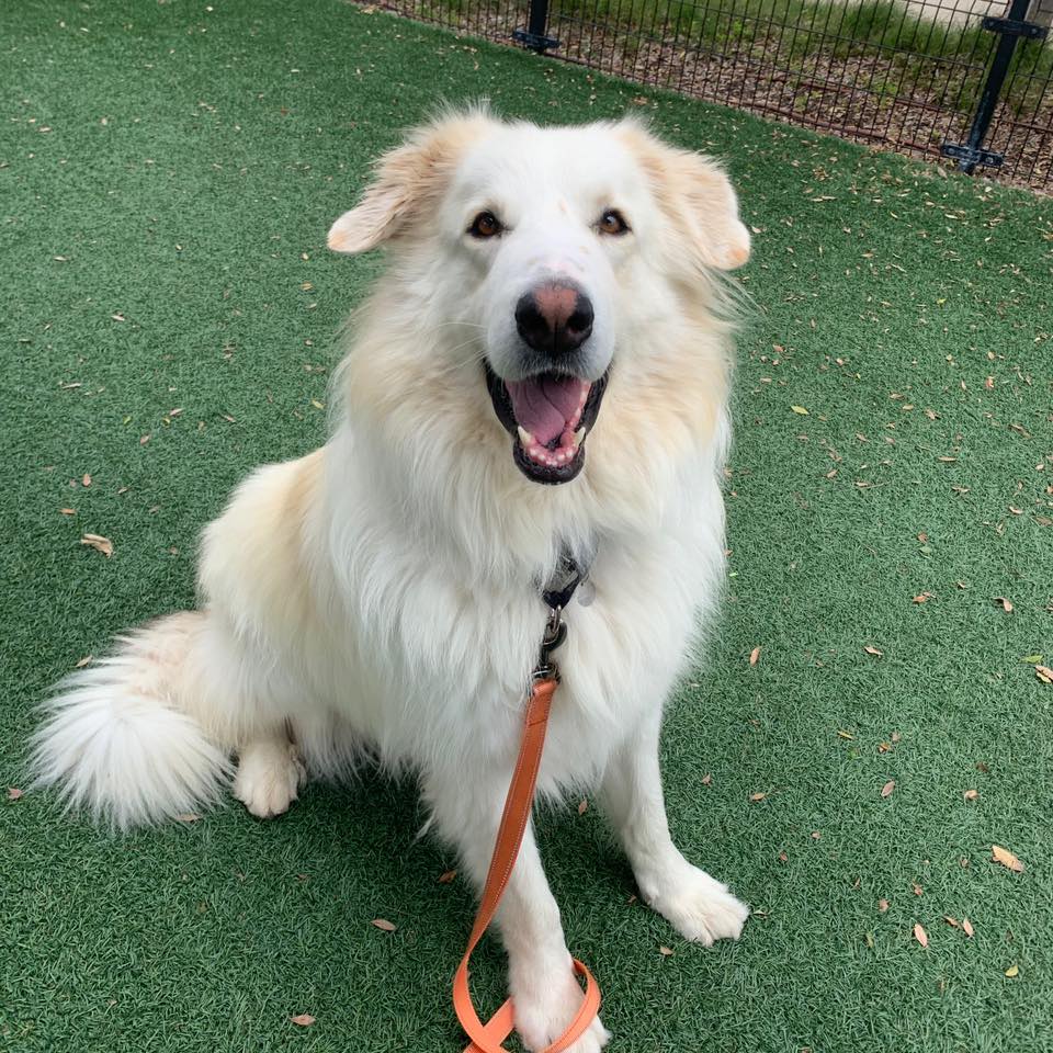 white dog sitting