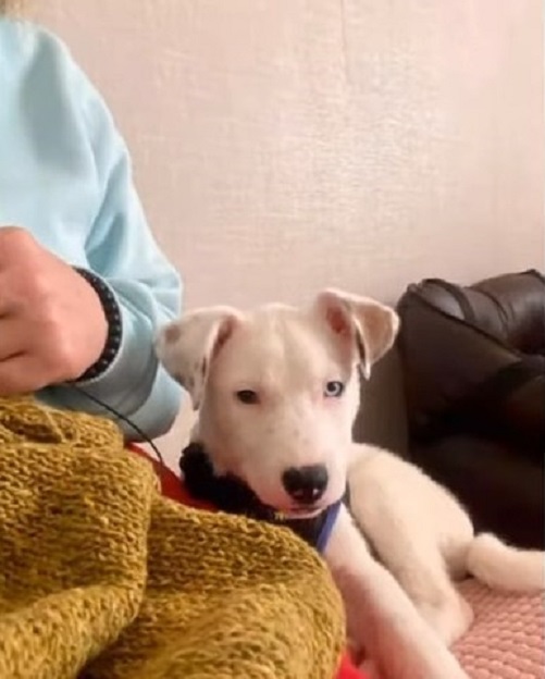 white dog sitting next to the man