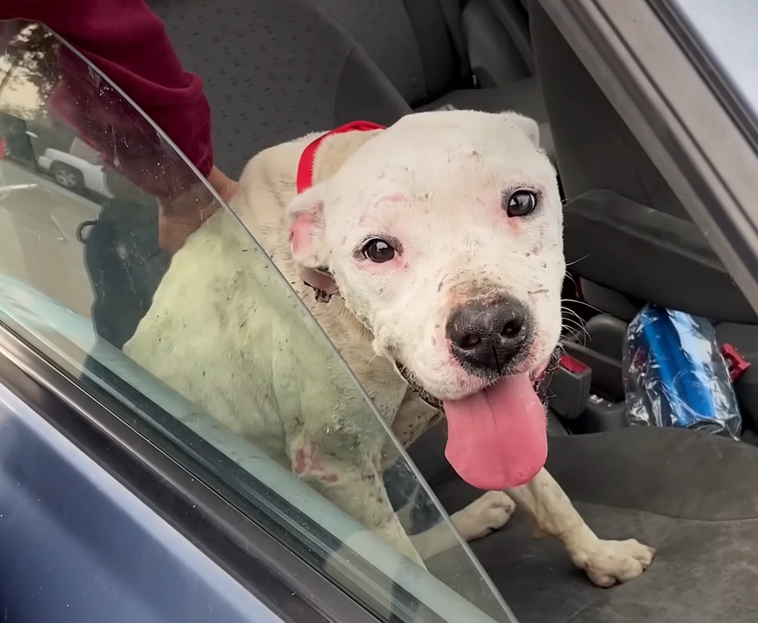 white dog sitting on a front seat