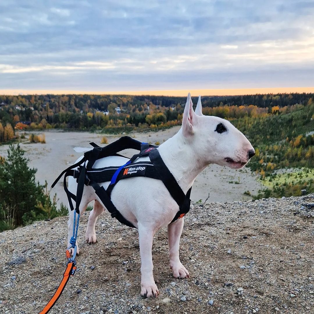 White dog standing on top of hill