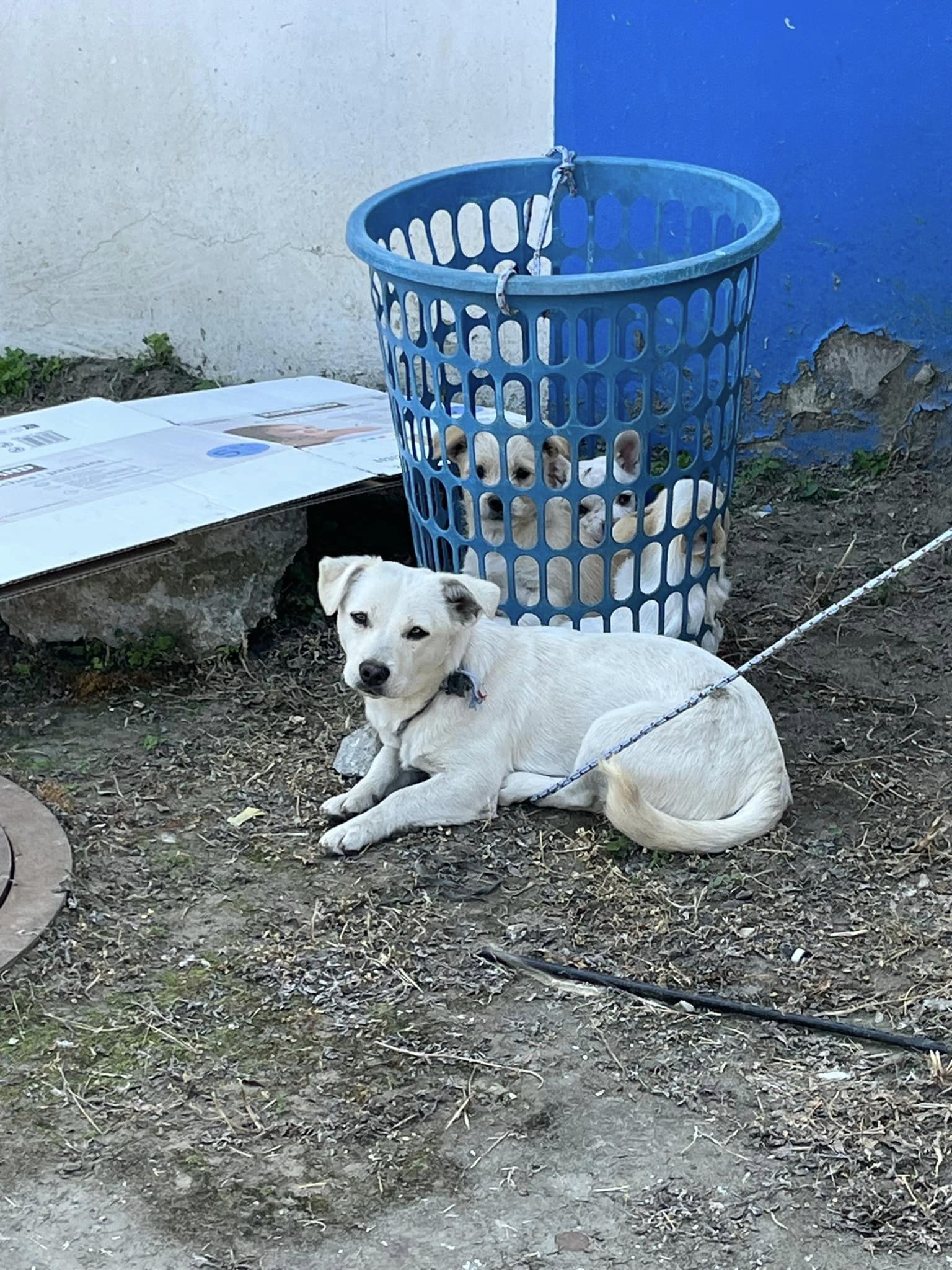 white dog tied up