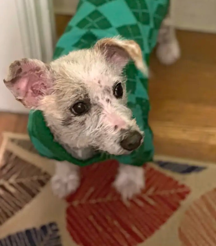 white dog with green shirt