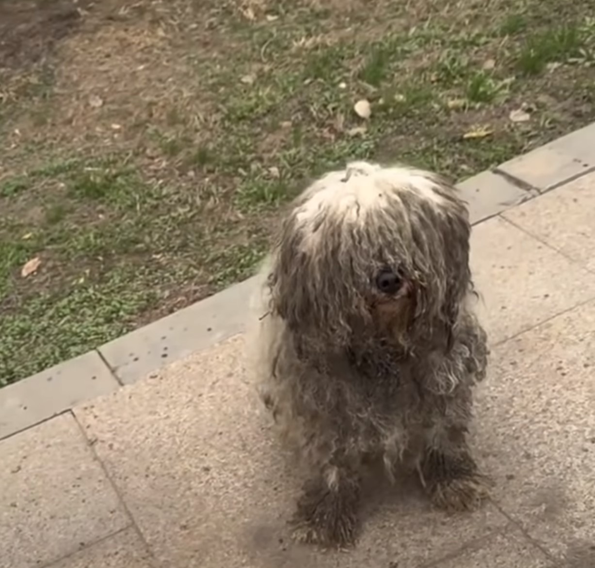 white dog with overgrown fur