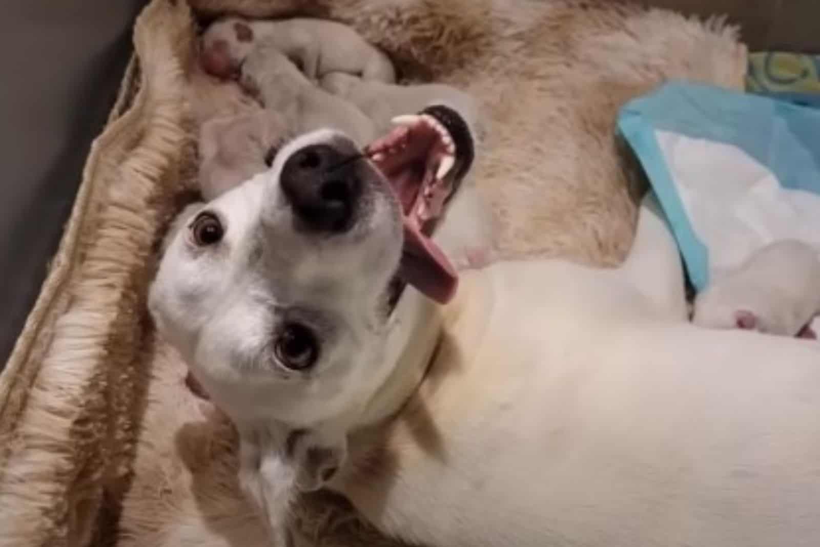 white doggy mama and her puppies lying on the bed