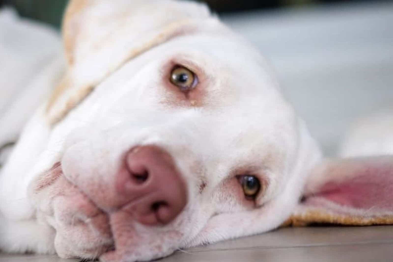 white dudley labrador