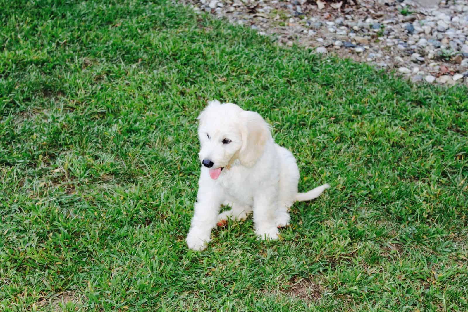 white f1 goldendoodle standing in the grass taken on high angle