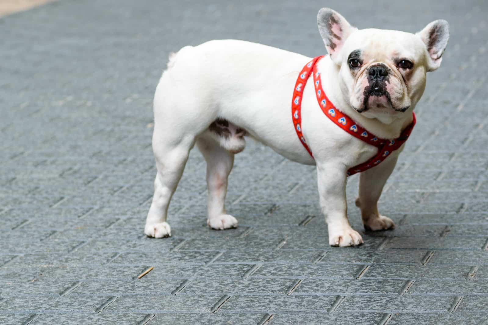 white french bulldog on the street